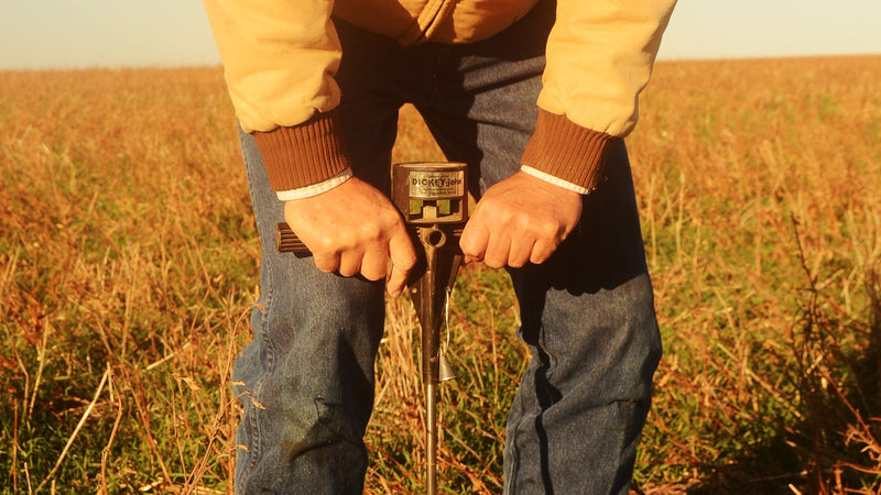 Farmer pushing a steel soil probe into a wheat field