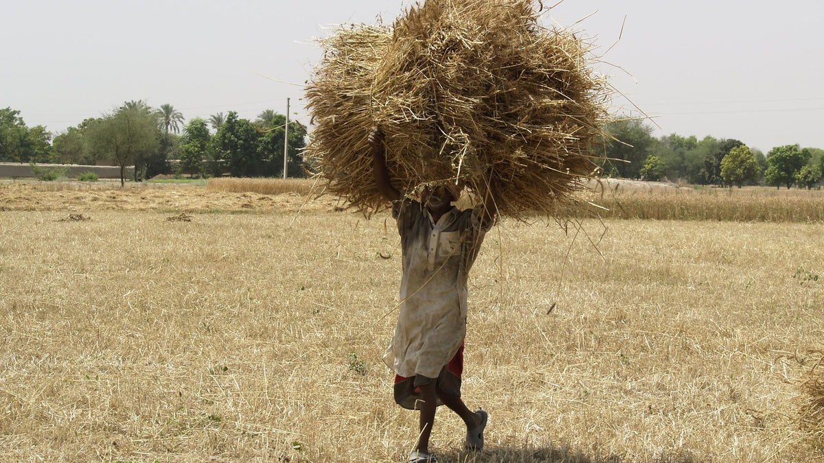 Farmer carrying a large bale of harvested crop across a field
